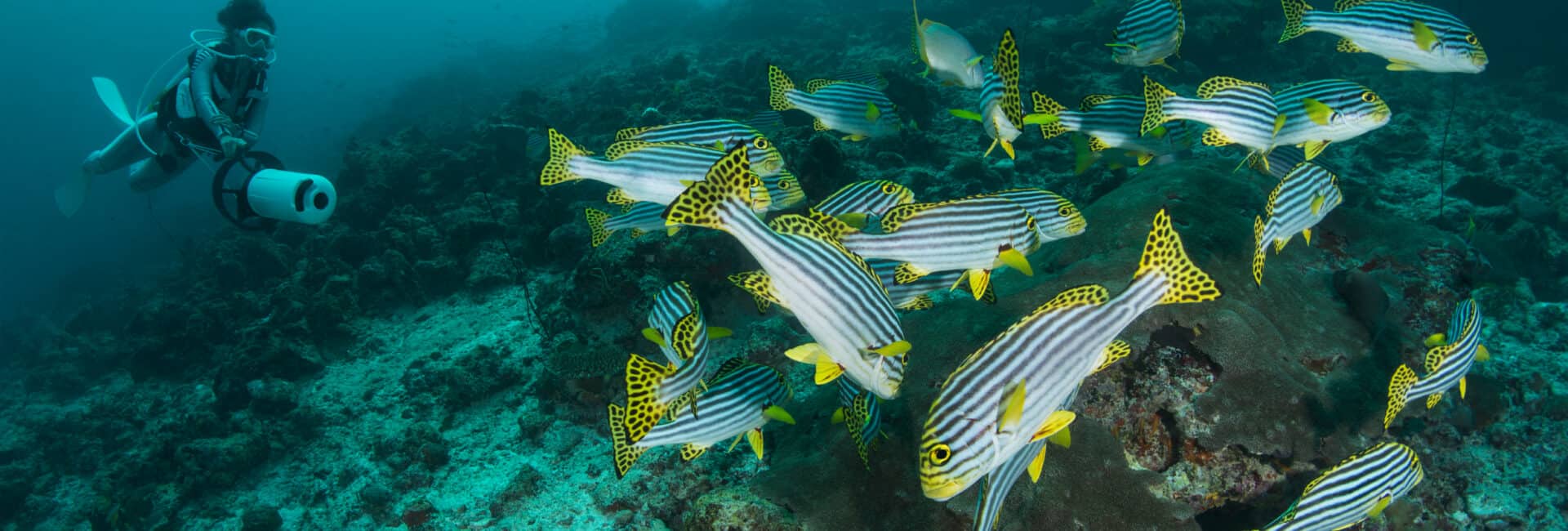 Alila Kothaifaru Maldives - Diving Site