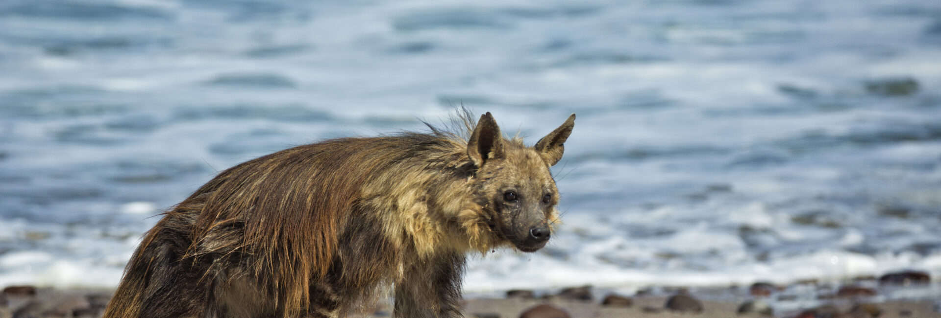 Shipwreck Lodge - Wildlife