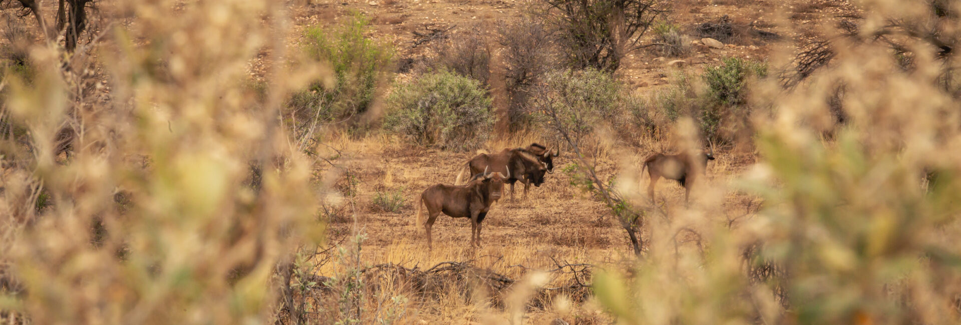 Waldeck Namibia – Animal