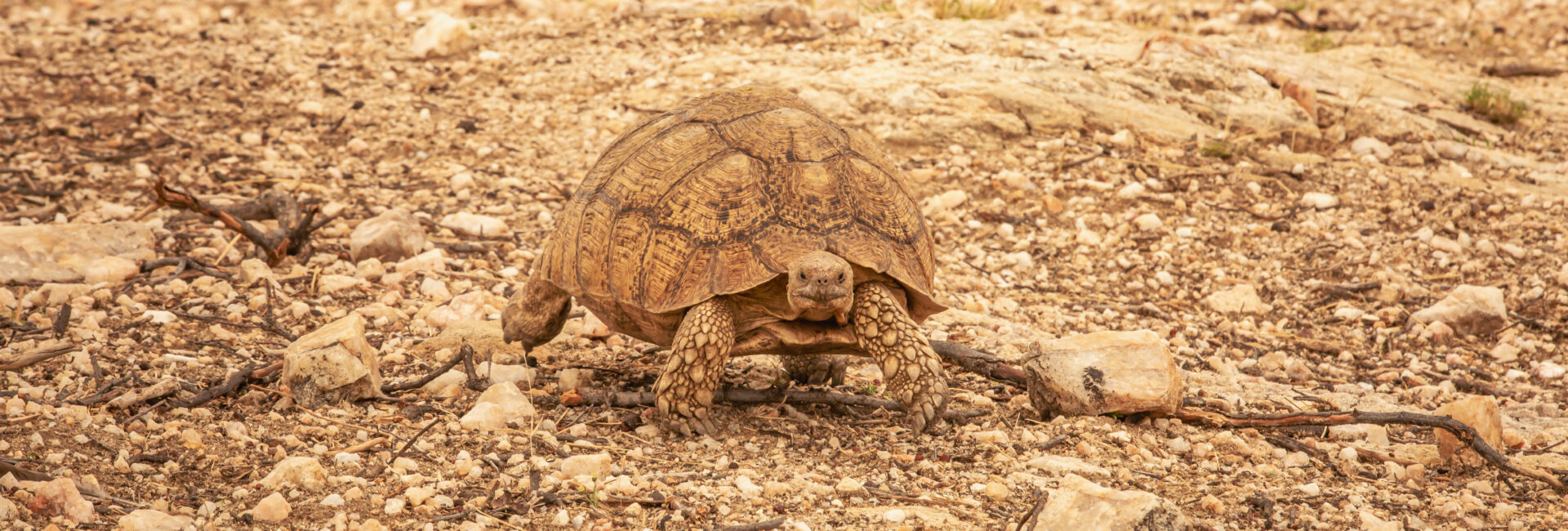 Waldeck Namibia – Animal