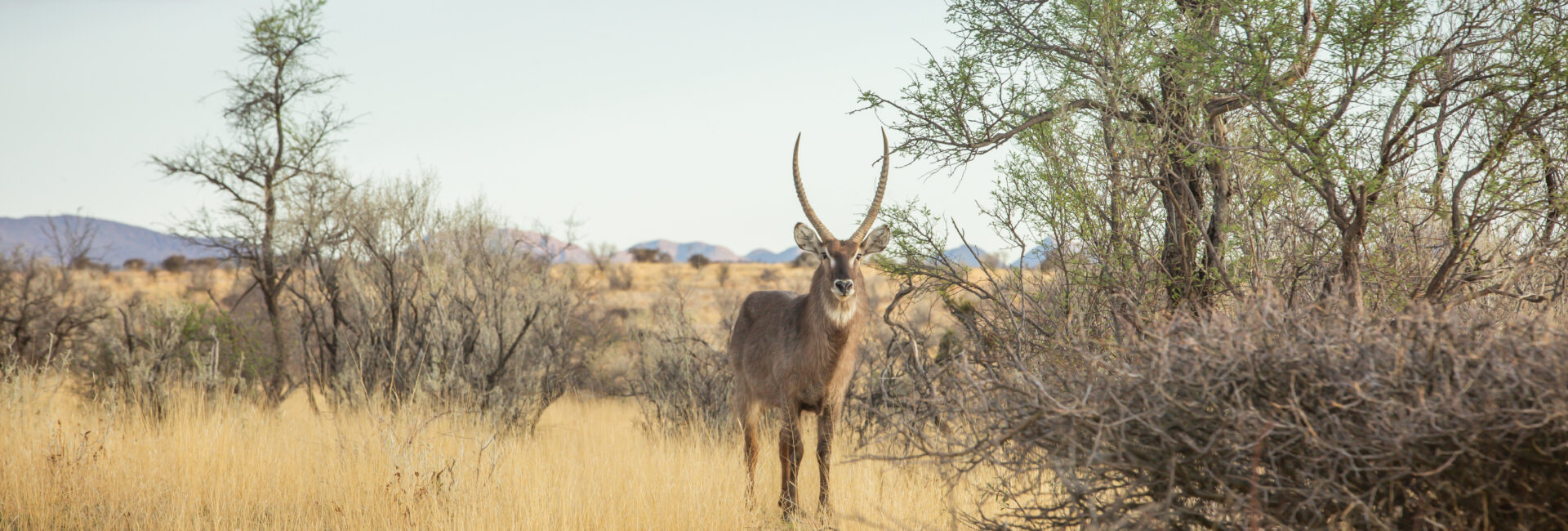 Waldeck Namibia – Animal