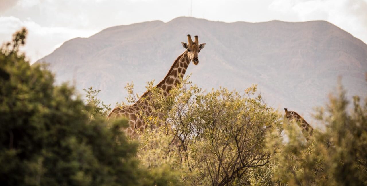 Waldeck Namibia – Animal