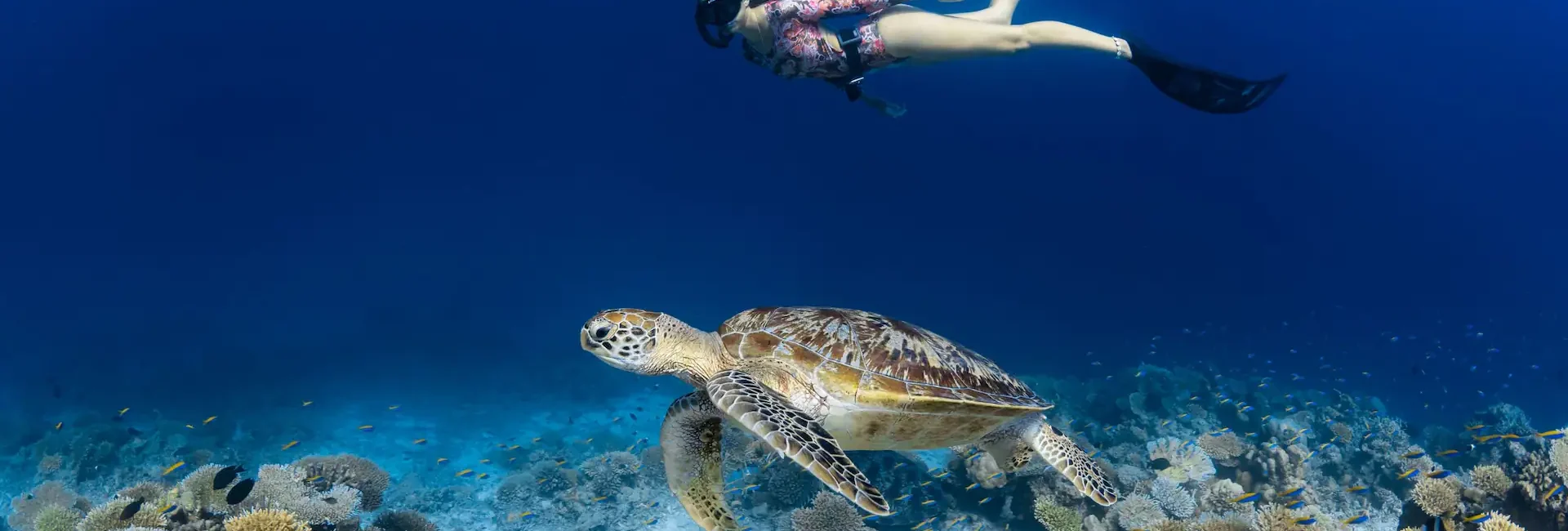 Park Hyatt Hadahaa//Snorkel