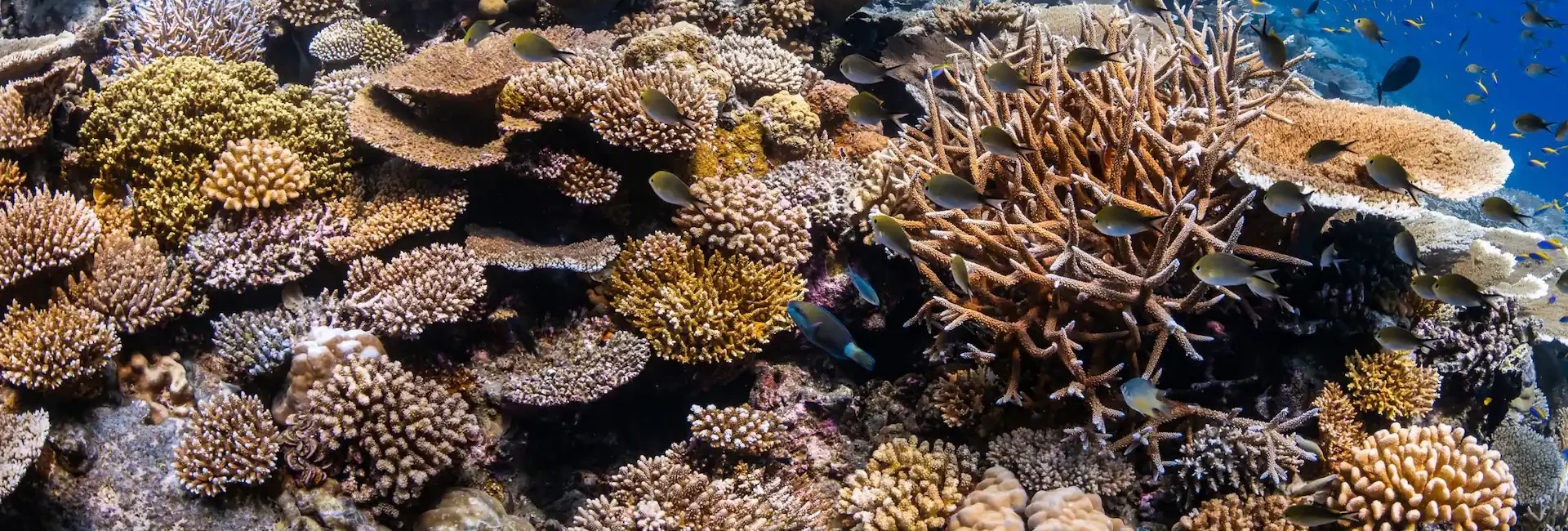 Park Hyatt Hadahaa//Coral Reef