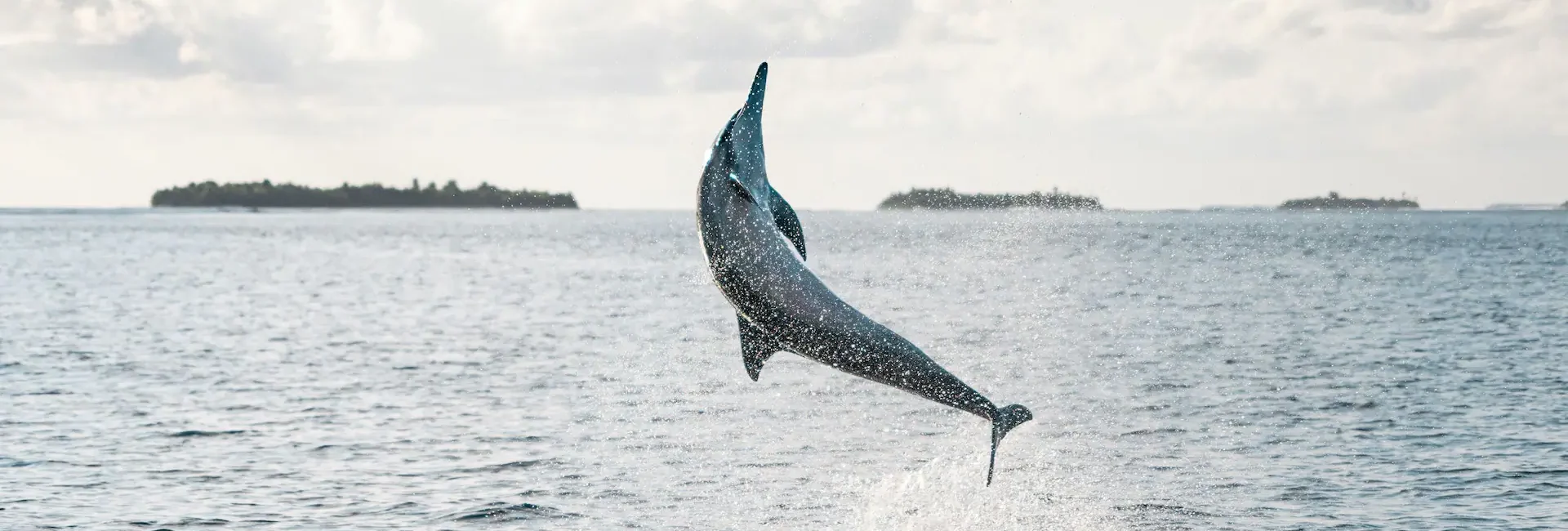 Park Hyatt Hadahaa//Dolphin Cruise